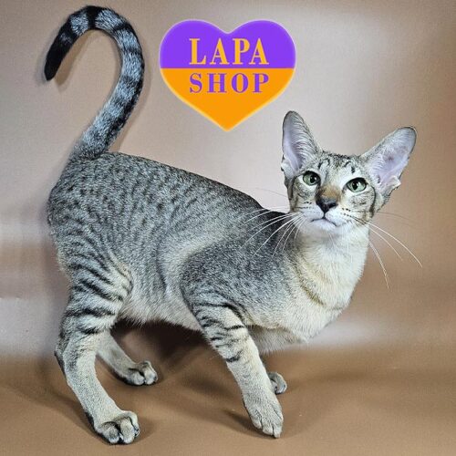 Очаровательный ориентальный котенок Opal