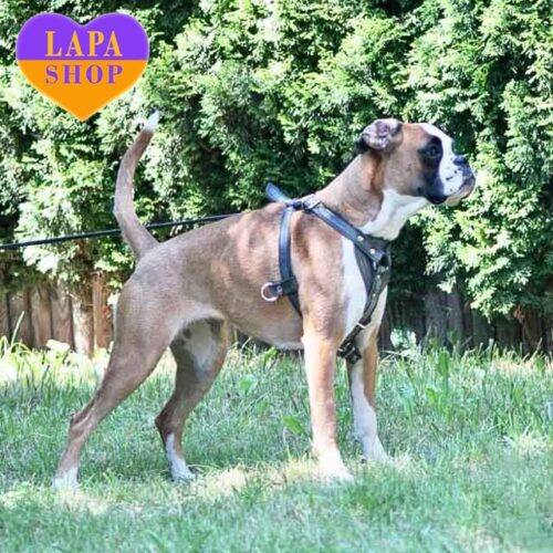 Красуня породи німецький боксер Panamera шукає люблячу родину