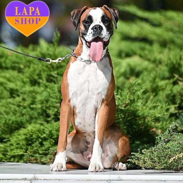 White German Boxer Dog White Boxer Miniature Boxer For Sale Boxer