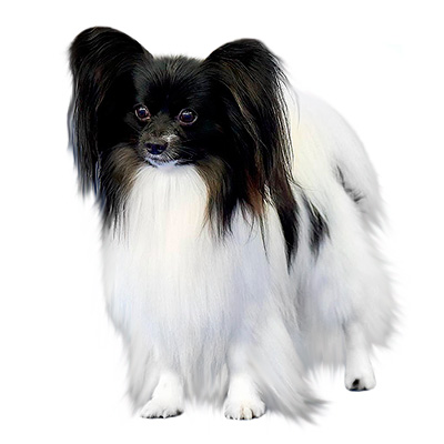 Папільон (континентальний той спанієль)