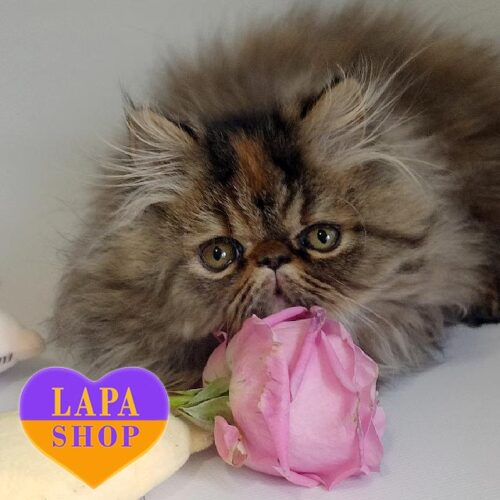 Перська красуня Лола