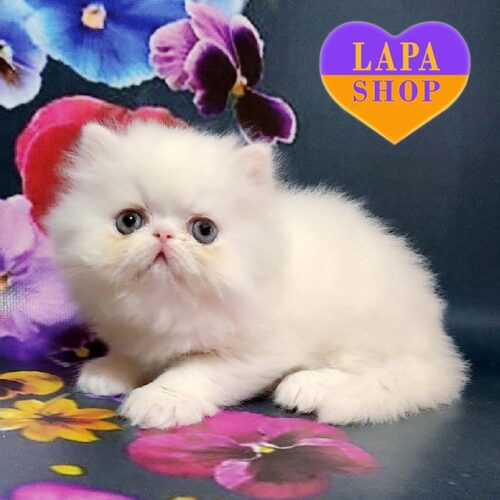 Миле перське блакитнооке кошеня в білій шубці Лунтік