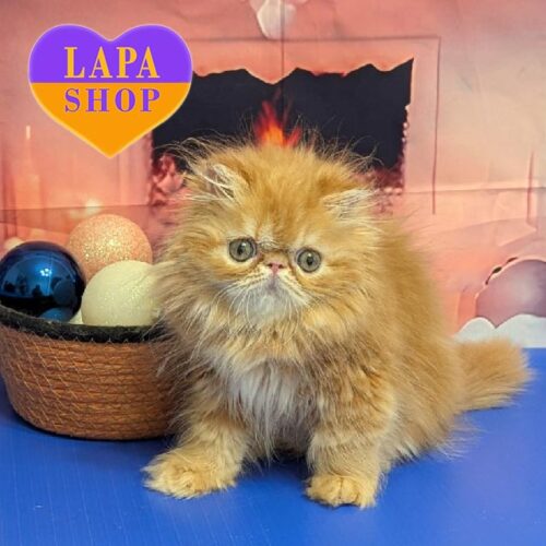 Вермут — перський красунчик яскравого забарвлення