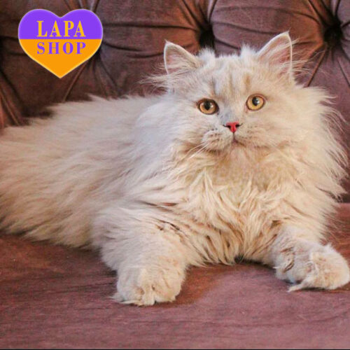 Charming British Longhaired Boy Plush