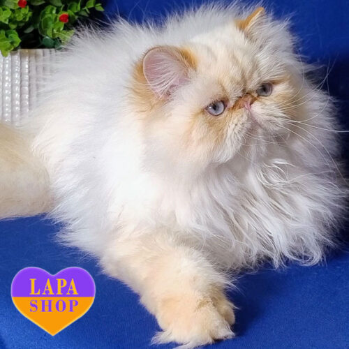 Persian Beauty Polly