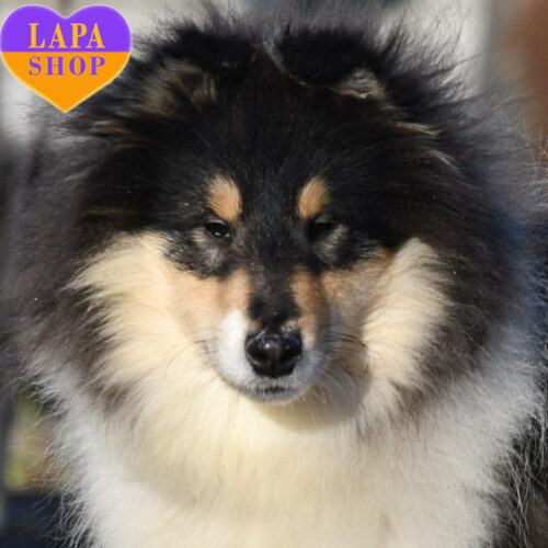 Чарівний триколорний хлопчик породи колі Rainbow Dream — ваш новий друг на всі часи