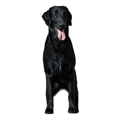 Прямошерстий ретривер (флет)