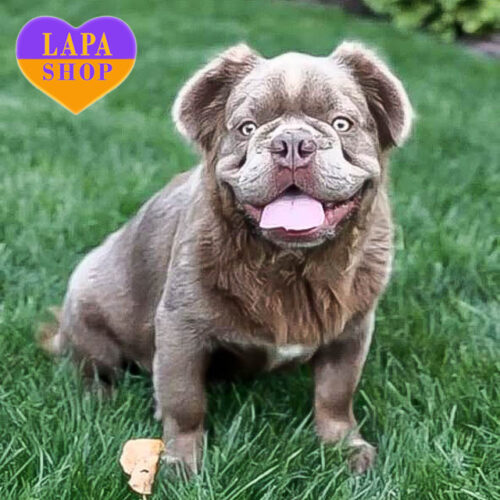 Красавец породы французский бульдог флаффи Rich