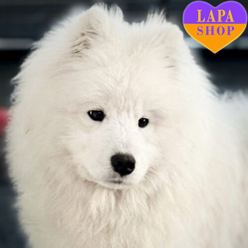 Хлопчик породи самоїд чекає на родину Rock’n’Roll