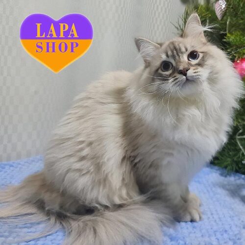 Кошеня породи невська маскарадна Sеrafim