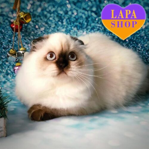 Вислоухая длинношерстная шотландская красавица нежного окраса Тиффани