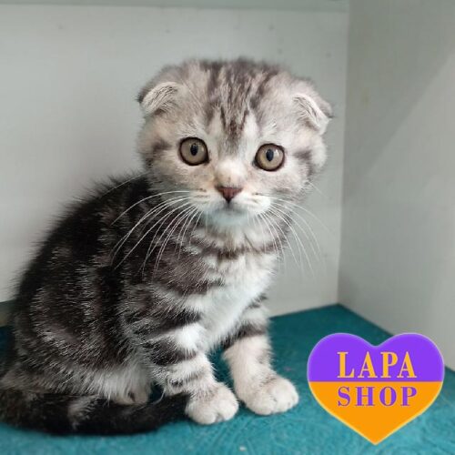 Вислоухая шотландская красавица окрасом черный мрамор на серебре Беатрис