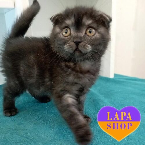 Бессі — висловуха шотландська кішечка в розкішній димній шубці