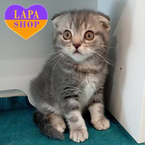 Бархат — милый вислоухий котенок в голубо-мраморной шубке