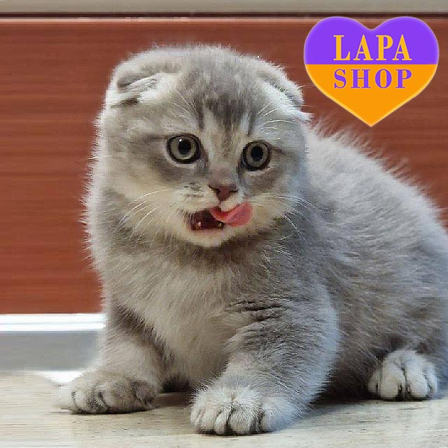 Scottish Fold Munchkin Cat Grey And White Fantik Is A Cute