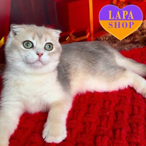 Вислоухая шотландская кошечка нежного голубо-золотого окраса