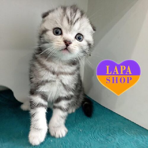 Милая вислоухая шотландская мраморно-серебристая кошечка Лали