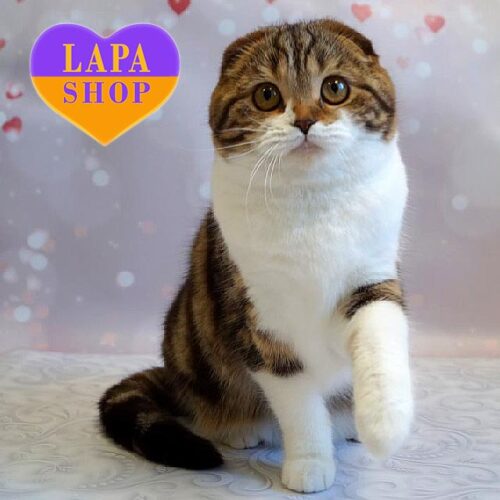 Свитозара — вислоухая шотландская кошечка в шоколадно-мраморной шубке