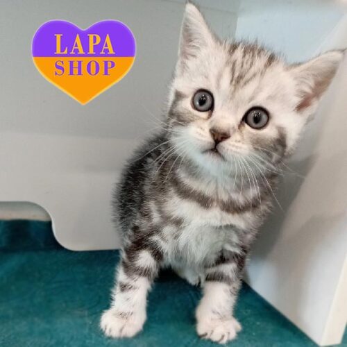 Очаровательный шотландский котенок серебристо-мраморного окраса Люкс