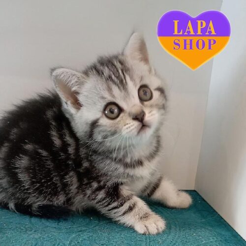 Шотландская красавица Ларси