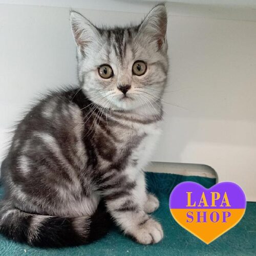 Серебристо-мраморная шотландская кошечка Патриция