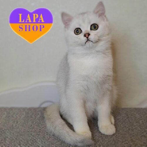 Шотландский котенок в серебристой шубке Simas