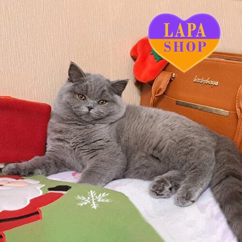 Очень плюшевый шотландский котенок голубого окраса Виен