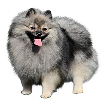 Німецький мініатюрний шпіц (кляйншпіц)