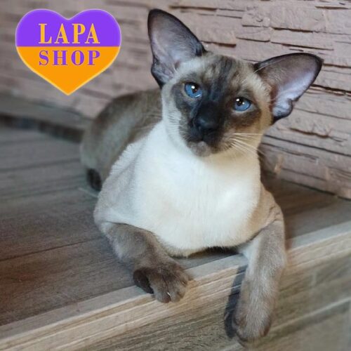 Charming Siamese chocolate Cat Ben — For Breeding