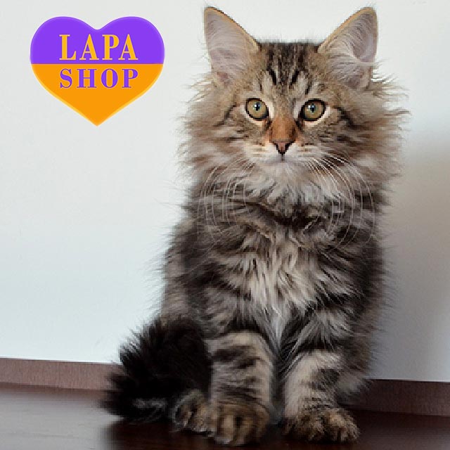 Long Haired Siberian Cat For Sale Siberian Forest Adopt A