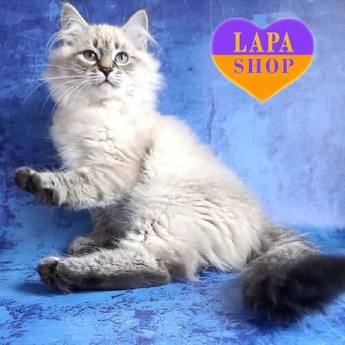 Ursula — очаровательная сибирская кошечка