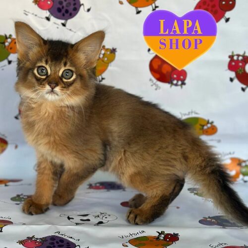 Красуня породи сомалі Mike