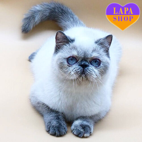 Стефания - милая девочка породы экзот