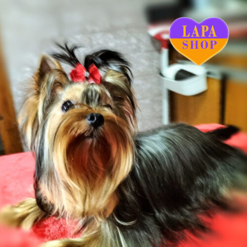Stella — Charming Yorkshire Terrier Beauty