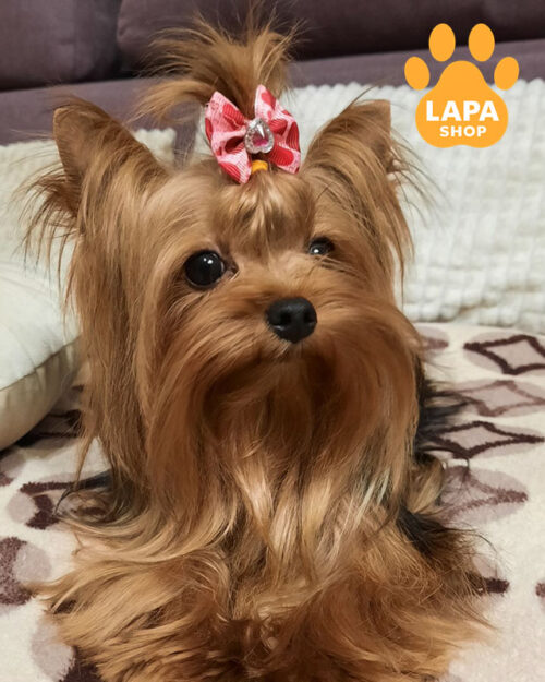 йоркширський тер'єр