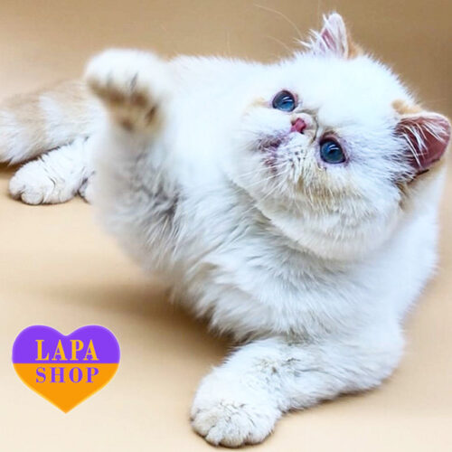 Очаровательный короткошерстный мальчик породы экзот Тимати