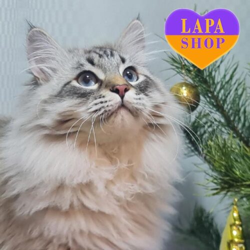 Timоur — чарівне невське маскарадне кошеня