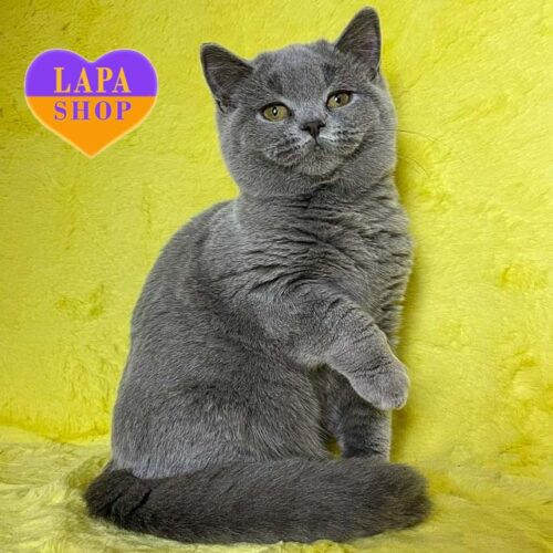 Милая британская кошечка голубой окраски Vanilla — ваша будущая любимица