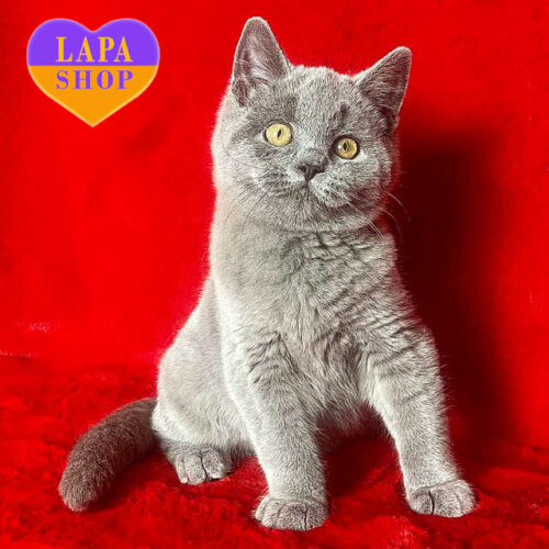 Милый британский красавец с голубой окраской Vermin