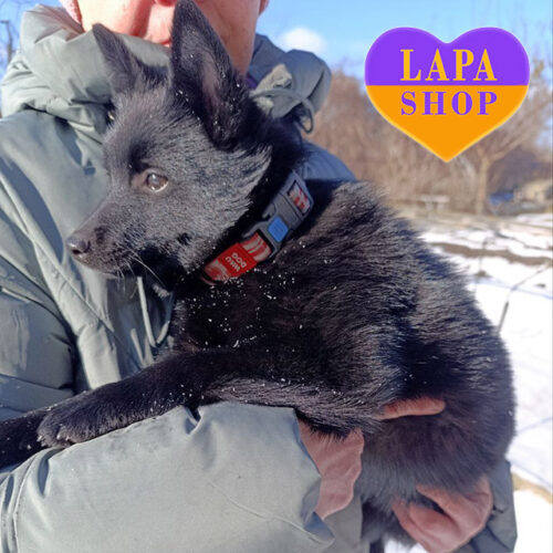 Чорна красуня Vesna-Krasna породи шипперке