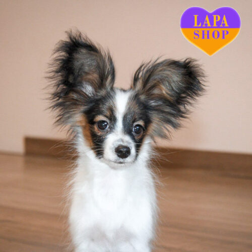 Vienna — Enchanting Papillon Beauty, Your Future Beloved