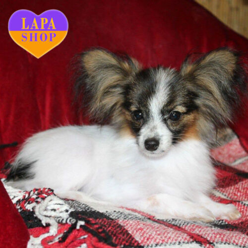 Очаровательный мальчик породы папильон Vivat триколорной окраски