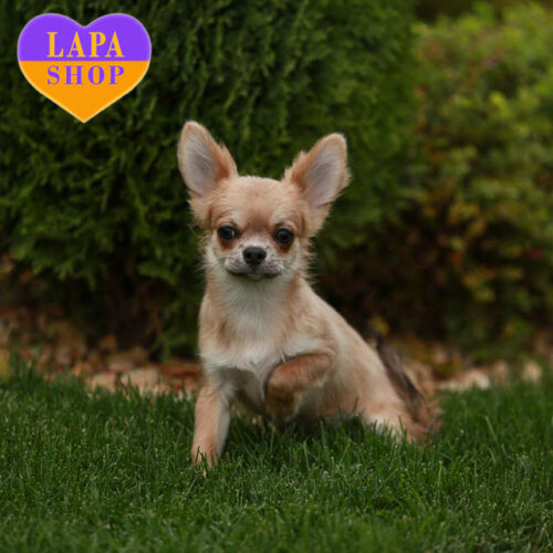 Adorable Boy of Chihuahua Breed Volchonok