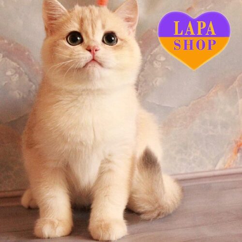 Очаровательный британский мальчик X-Ray