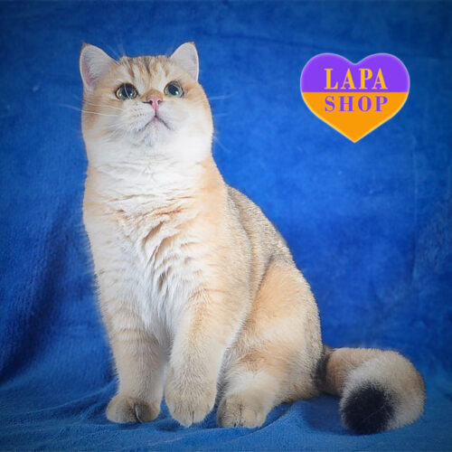 Ясь — очаровательный британский котенок золотого окраса