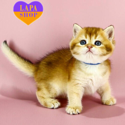 Милый британский красавец Зодиак ждет семью