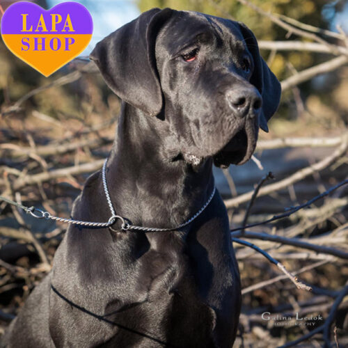 Abira Night Magic — велика красуня породи німецький дог чорного забарвлення