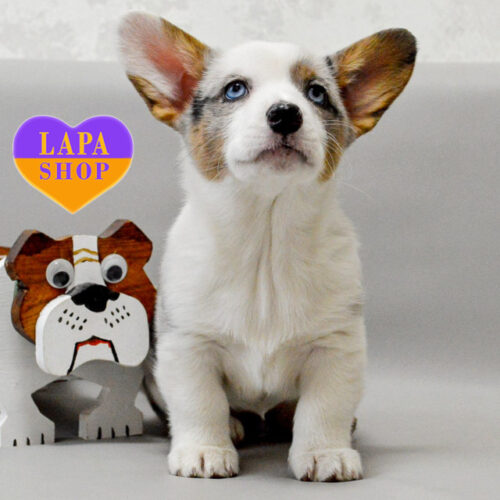 Милая девочка вельш корги кардиган Afina — ваша будущая любимица