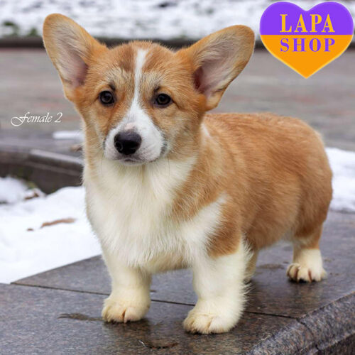 Agata — милая девочка породы вельш корги пемброк