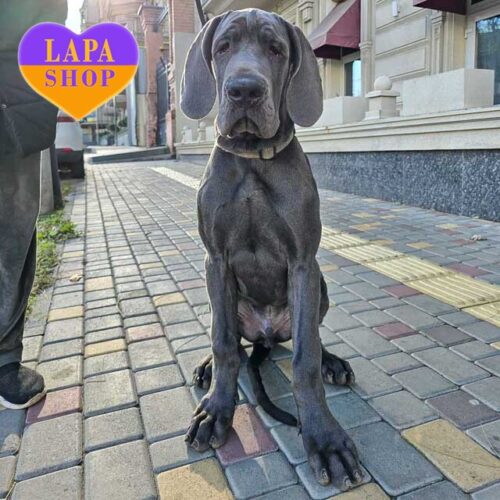 Alexius Iron – мальчик породы немецкий дог голубого окраса